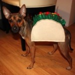 taco-dog-costume