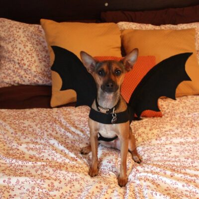 How to Make a Dog Bat Costume