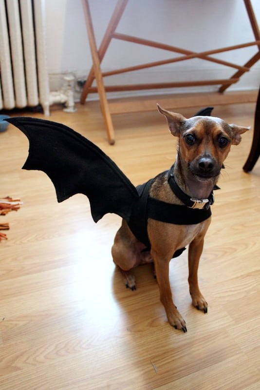  WHIPPY Dog Halloween Costume Black Dog Bat Winds