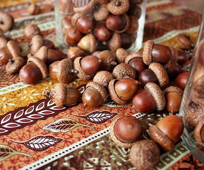 How to Dry Acorns for Fall Crafts