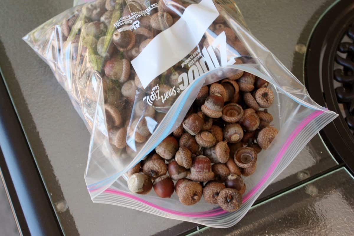 How to Dry Acorns for Fall Crafts - Life at Cloverhill