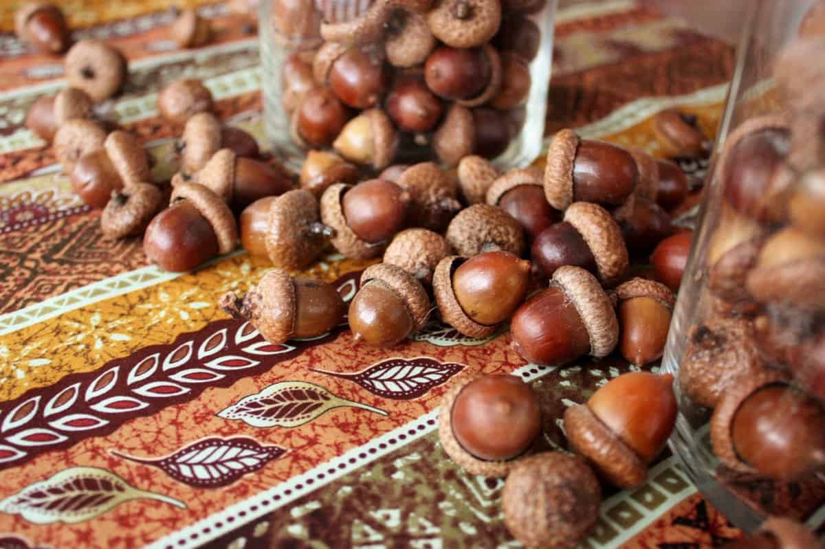 How to Dry Acorns for Fall Crafts - Life at Cloverhill