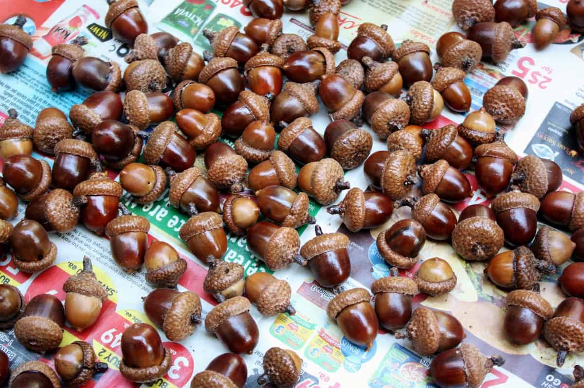 How to Prepare Acorns for Use with Crafts - The Birch Cottage