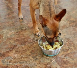 Big Batch Homemade Organic Dog Food Recipe