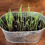 how-to-grow-cat-grass
