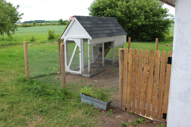 chicken-coop-part-two