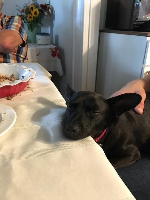 cola-asleep-at-table