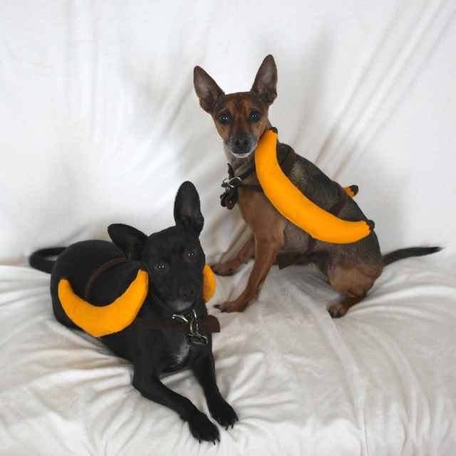 diy-dogs-banana-costume