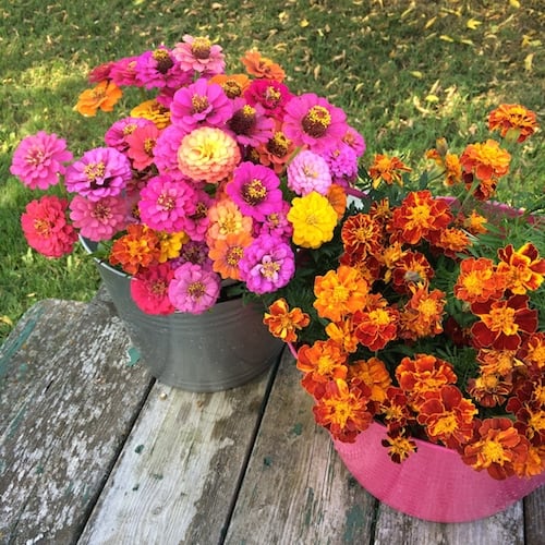 fall-zinnias-marigolds