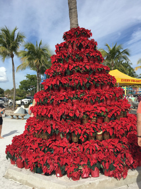 poinsetta-palm-tree