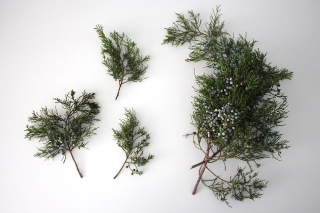 real-juniper-berries-greenery