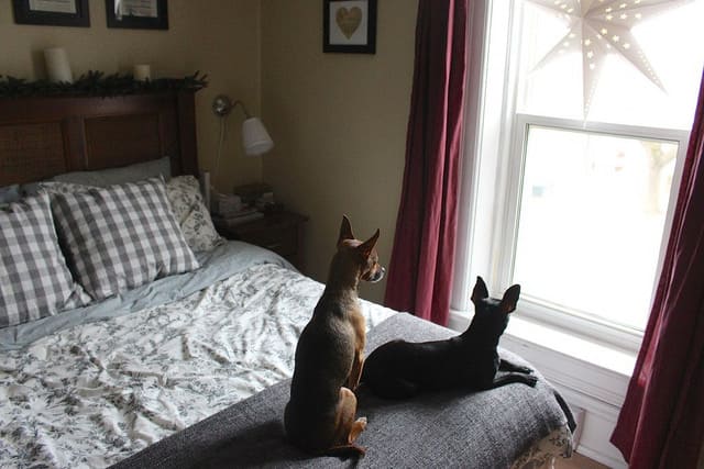 dogs-on-bed