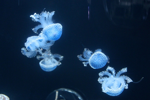 mote-jellyfish