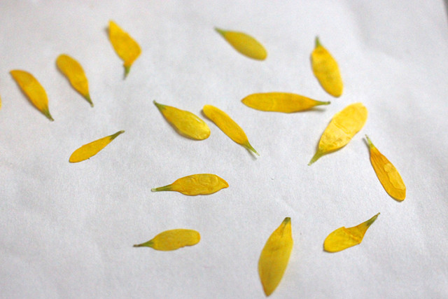dried-yellow-daisy-petals