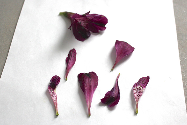 iron-pressed-flower-alstroemeria