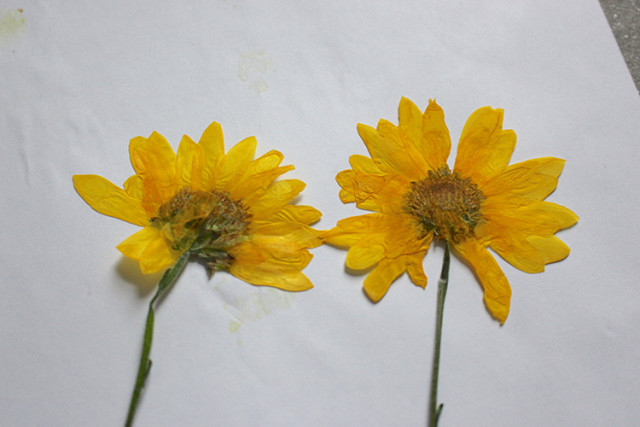 pressed-yellow-daisies