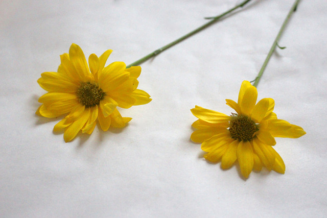 pressing-yellow-daisies-flowers