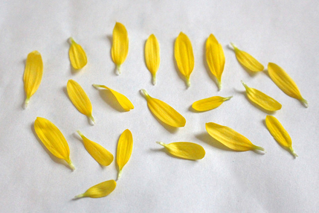 pressing-yellow-daisy-petals.JPG