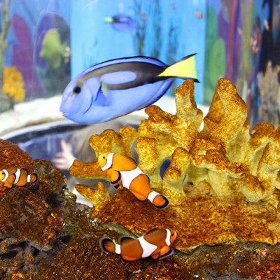 Under the Sea – A Visit to Ripley’s Aquarium in Toronto