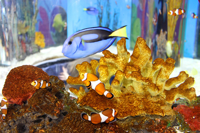 ripleys-aquarium-toronto-clown-fish-blue-tang-fish