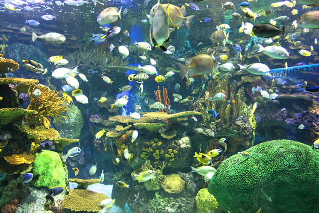 ripleys-aquarium-toronto-colourful-fish