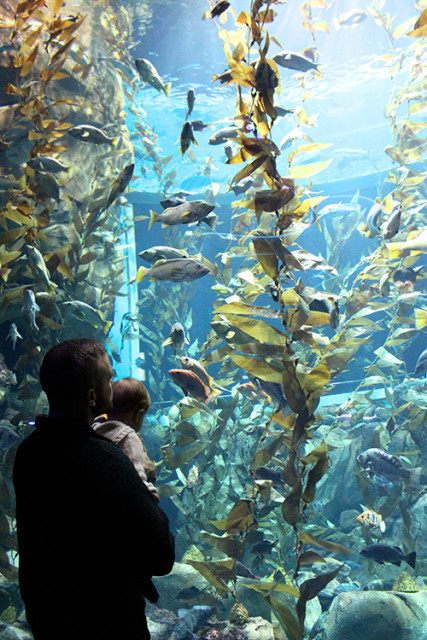 ripleys-aquarium-toronto-fish-seaweed