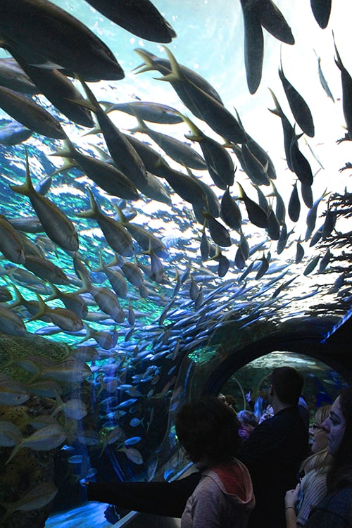 Under the Sea - A Visit to Ripley's Aquarium in Toronto - Life at ...