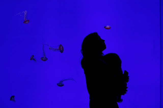 ripleys-aquarium-toronto-planet-jellies