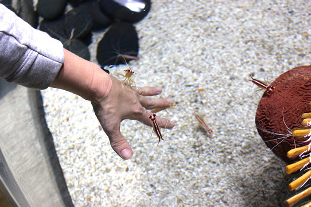 ripleys-aquarium-toronto-scarlet-cleaner-shrimp