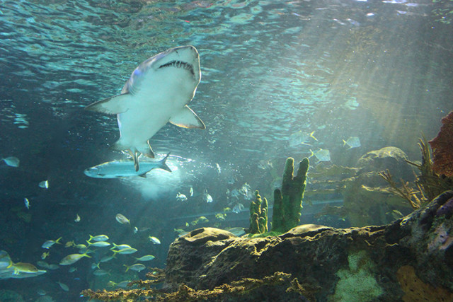 ripleys-aquarium-toronto-shark
