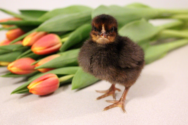 black-chick-closeup