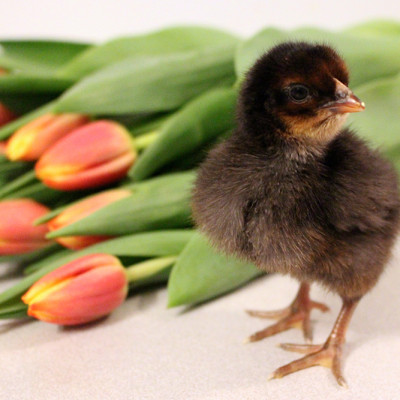Springtime Chicks