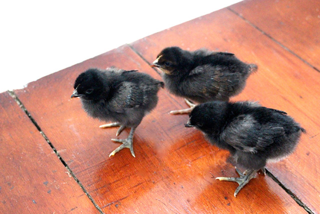 black-chick-trio-adeventure
