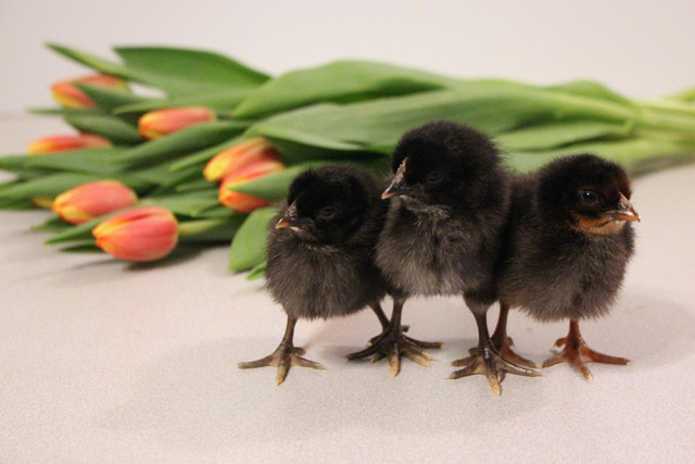 black-chicks-trio