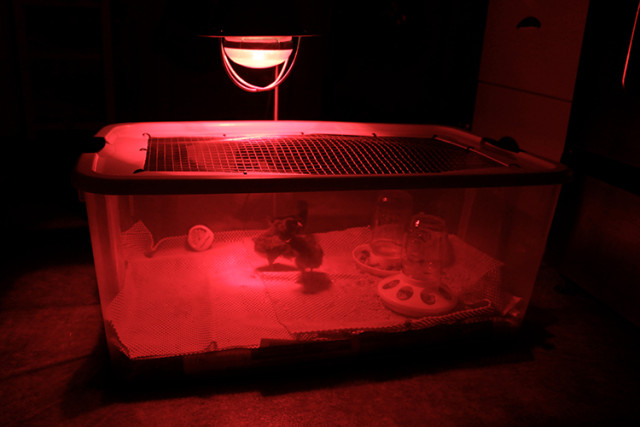 red-heat-lamp-chick-brooder