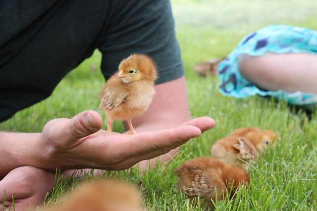 yellow-chicks