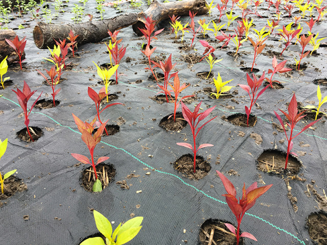 celosia-seedlings-field