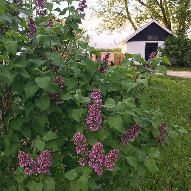 lilacs-springhouse