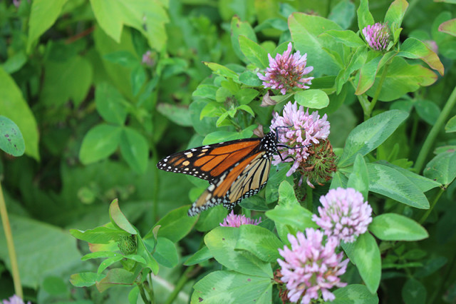 monarch-red-clover