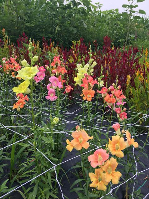 snapdragons-flower-field-july