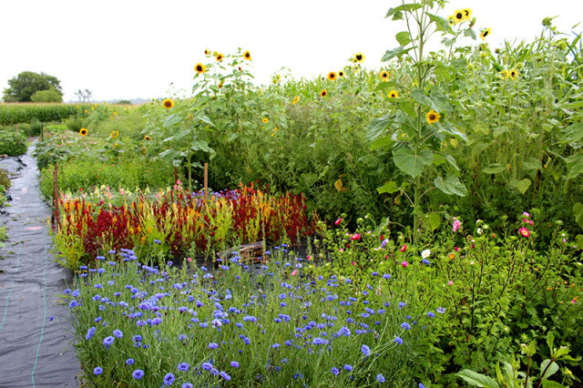 cloverhill-flower-field-august2017