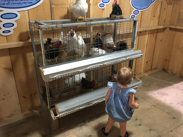 cne-kids-farm-chickens