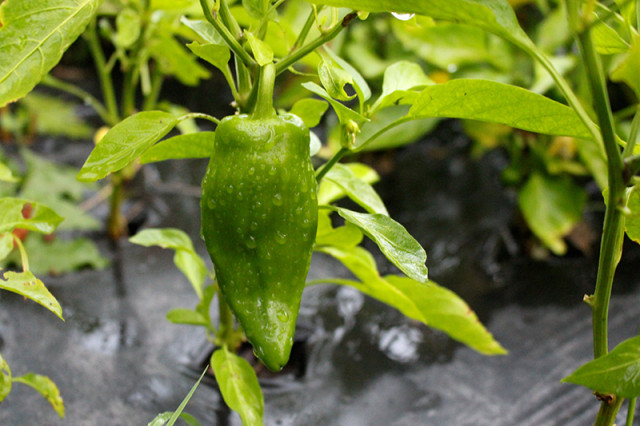 green-sheppard-pepper