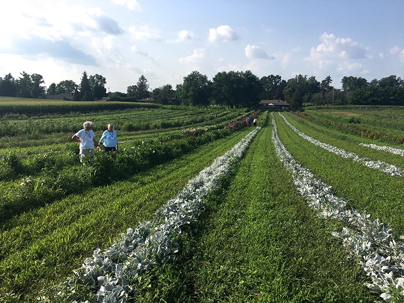 la-primavera-field