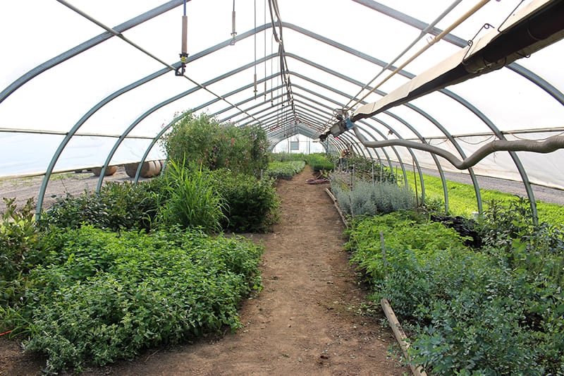 la-primavera-greenhouse