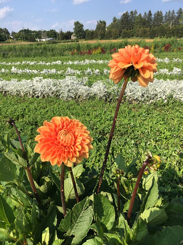 la-primavera-orange-dahlias