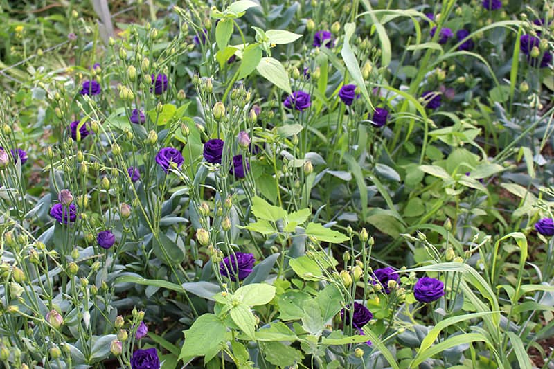 la-primavera-purple-lisianthus