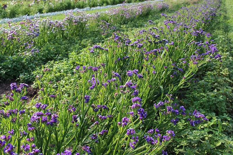 la-primavera-purple-statice