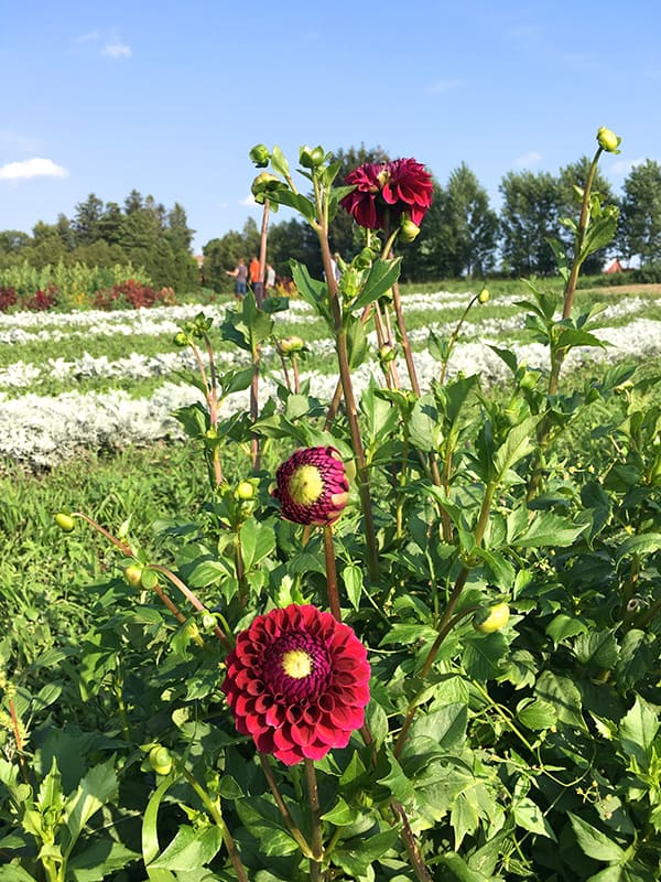 la-primavera-red-dahlias