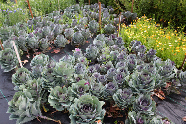 purple-flowering-kale